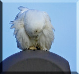 The Snowy Owl Regurgitates Its Meal