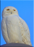 The Snowy Owl No Matter Where Found Is A Majestic Treat 