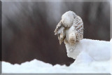 Female Type Snowy  Preening Her Self