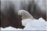 Snowy Owl Female Type Stretching Her Talons