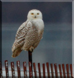 Female Type Snowy Owl Just Before Dusk