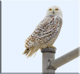 The Female Type Snowy Owl Positioned Its Self On  A Lamp Post By A Security Outpost