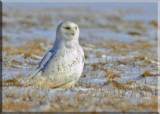 The Male Type Snowy Would Stop And Look Around