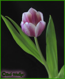 A Beautiful Tulip