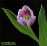 Inside The Tulip