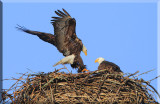 The Usual Nest Preparation