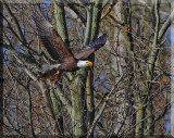 Home Delivery American Bald Eagle Style