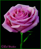 A Rose Of Beauty