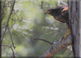 A Harriss Hawk (Parabuteo unicinctus)