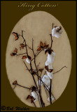 King Cotton Once The Main Agricultural Product Of The South