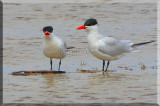 Caspian Terns Have A Little Conversation