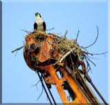Osprey Build Their Nest In The Craziest Of Places
