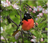 Baltimore Oriole (Icterus galbula)