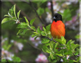 Baltimore Oriole Are Hard To Miss