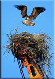 Osprey Hovers Over The Nest