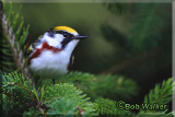 Chestnut-sided Warbler (Dendroica penylvanica)