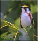 Chestnut-sided Warbler