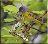 A Nashville Warbler (Vermivora ruficapilla)