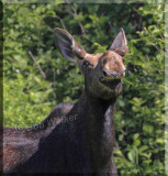 A Young Bulls Funny Expression
