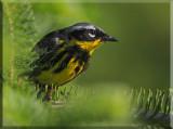 The Magnolia Warbler Looking Out Of The Branches 