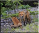 Momma Fox Standing Over Her Kit