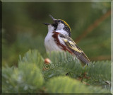 Chestnut-sided Warbler Sings Its Song