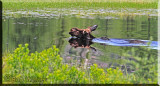 A Bull Moose Swims Across Costello Creek