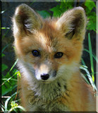 Portrait Of A Fox Kit