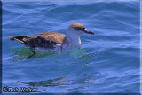 This Is A Parasitic Jaeger