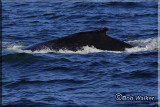 A Closer Look At The Humpback Whale