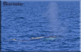 Whale Watchers First Sighting