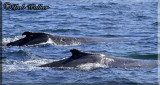 These Two Humpback Whales Kept Coming Closer To Our Boat
