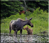 The Cow And Calf Together Feeding