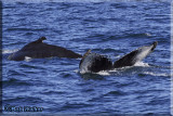 Humpback Whale Ending The Fluking