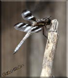 Another Pose Of The Twelve-spotted Skimmer