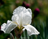 Snowflake White Iris