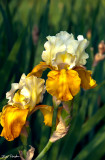Cream over Gold Iris