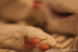 White cats toes