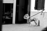 Dalmatian dog awaiting his owner