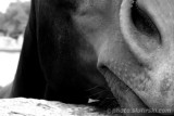 Horses face - close up