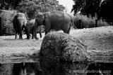 Elephants family - Dublin Zoo, Ireland
