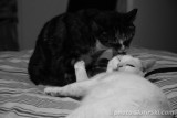White cat and tabby cat playing