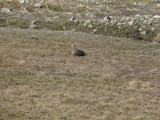 Spitzbergen - Longyearbarden Goose