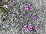 Spitzbergen - Longyearbarden Artic Flowers
