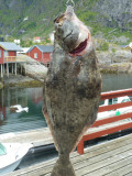 2011-06-25  Lofoten Islands - a 500lb Halibut