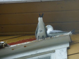 Lofoten Islands - Nusfjord Kittiwake Colony