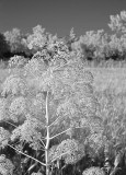 Weeds Along a Rural Road