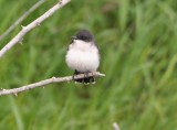 Eastern Kingbird