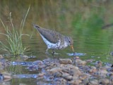 Spotted Sandpiper