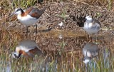 Wilsons Phalarope with young